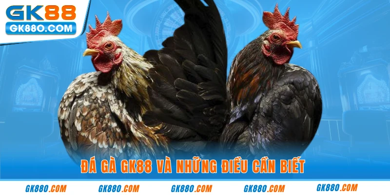 Đá gà GK88 và những điều cần biết 